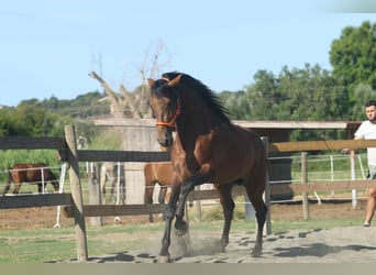 Andalusian, Stallion, 3 years, 16 hh, Brown