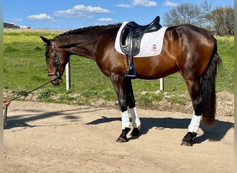Andalusian, Stallion, 3 years, 16 hh, Brown-Light