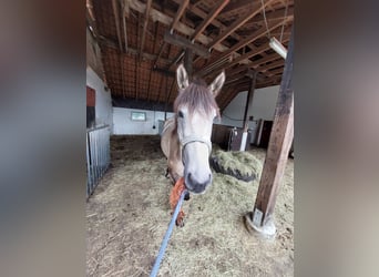 Andalusian, Stallion, 3 years, 16 hh, Buckskin