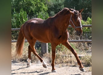 Andalusian, Stallion, 3 years, 16 hh, Chestnut-Red