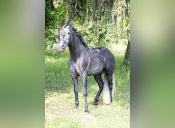 Andalusian Mix, Stallion, 3 years, 16 hh, Gray-Dark-Tan
