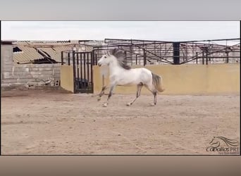 Andalusian, Stallion, 3 years, 16 hh, Gray