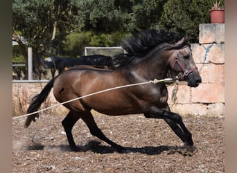 Andalusian, Stallion, 3 years, 16 hh, Gray-Red-Tan
