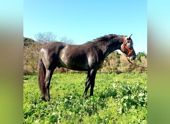 Andalusian, Stallion, 3 years, 16 hh, Gray