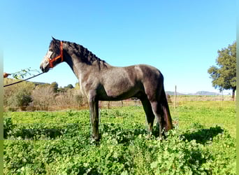 Andalusian, Stallion, 3 years, 16 hh, Gray