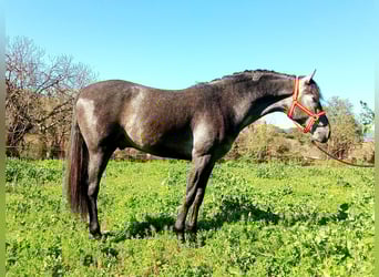 Andalusian, Stallion, 3 years, 16 hh, Gray