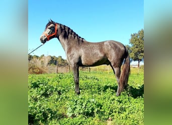 Andalusian, Stallion, 3 years, 16 hh, Gray