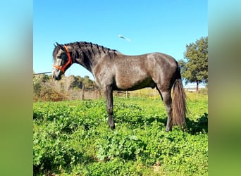 Andalusian, Stallion, 3 years, 16 hh, Gray