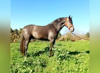 Andalusian, Stallion, 3 years, 16 hh, Gray