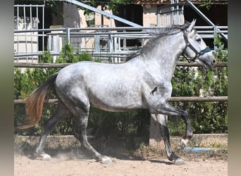 Andalusian, Stallion, 3 years, 16 hh, Grey