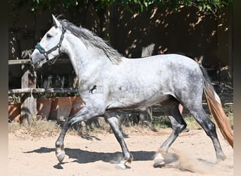 Andalusian, Stallion, 3 years, 16 hh, Grey