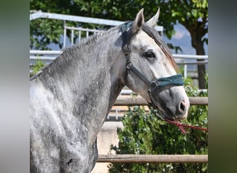 Andalusian, Stallion, 3 years, 16 hh, Grey