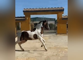 Andalusian Mix, Stallion, 3 years, 16 hh, Pinto