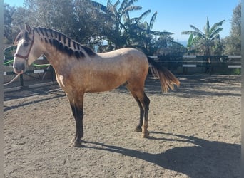 Andalusian, Stallion, 3 years, 16,1 hh, Grey
