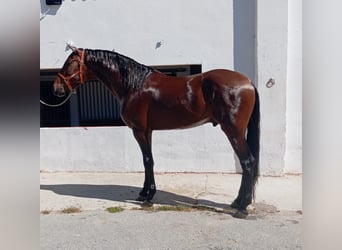 Andalusian, Stallion, 3 years, 16,3 hh, Brown