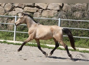 Andalusian, Stallion, 3 years, Buckskin