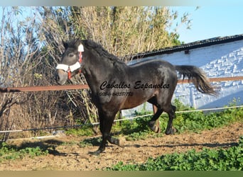 Andalusian, Stallion, 3 years, Gray-Dark-Tan