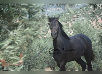 Andalusian, Stallion, 3 years, Grey-Dark-Tan