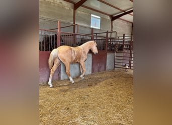 Andalusian, Stallion, 3 years, Palomino