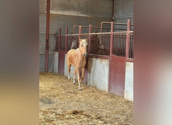 Andalusian, Stallion, 3 years, Palomino
