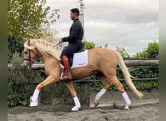 Andalusian, Stallion, 3 years, Palomino