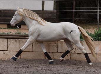 Andalusian, Stallion, 4 years, 14.2 hh, Cremello