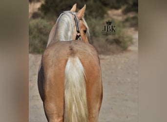 Andalusian, Stallion, 4 years, 14.2 hh, Palomino