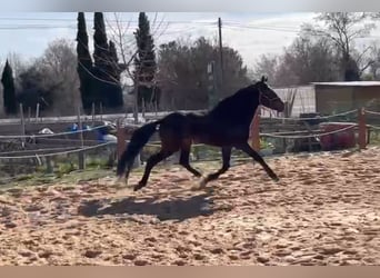 Andalusian, Stallion, 4 years, 15.1 hh, Bay-Dark