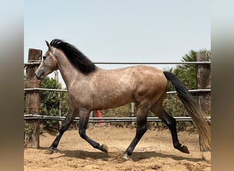 Andalusian Mix, Stallion, 4 years, 15.1 hh, Brown Falb mold