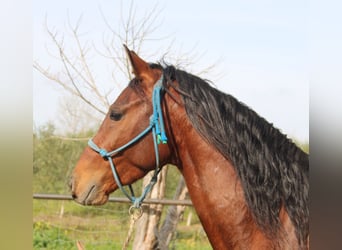Andalusian, Stallion, 4 years, 15.1 hh, Brown