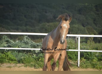 Andalusian, Stallion, 4 years, 15.1 hh, Dun