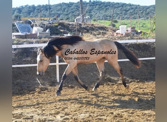 Andalusian, Stallion, 4 years, 15.1 hh, Dun