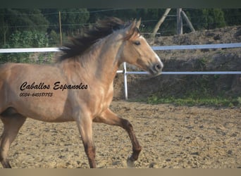 Andalusian, Stallion, 4 years, 15.1 hh, Dun