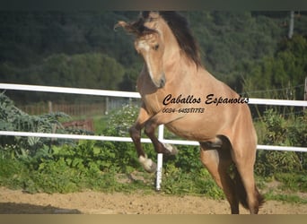 Andalusian, Stallion, 4 years, 15.1 hh, Dun