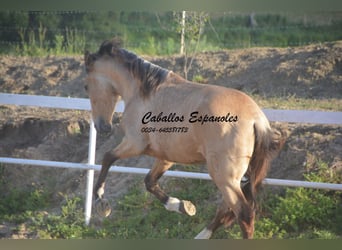 Andalusian, Stallion, 4 years, 15.1 hh, Dun