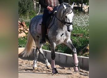 Andalusian, Stallion, 4 years, 15.1 hh, Grey