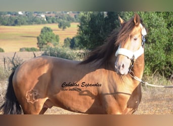 Andalusian, Stallion, 4 years, 15,1 hh, Pearl