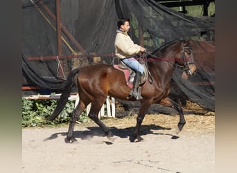 Andalusian, Stallion, 4 years, 15.2 hh, Brown