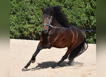 Andalusian, Stallion, 4 years, 15.2 hh, Brown