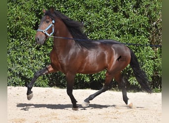 Andalusian, Stallion, 4 years, 15.2 hh, Brown