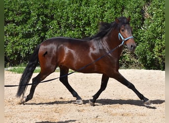 Andalusian, Stallion, 4 years, 15.2 hh, Brown