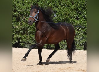 Andalusian, Stallion, 4 years, 15.2 hh, Brown