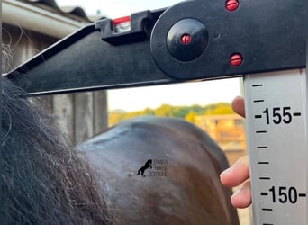 Andalusian, Stallion, 4 years, 15.2 hh, Brown