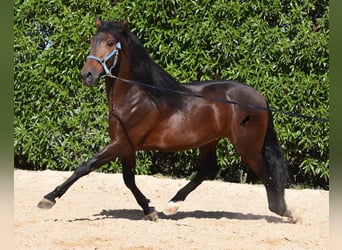 Andalusian, Stallion, 4 years, 15.2 hh, Brown