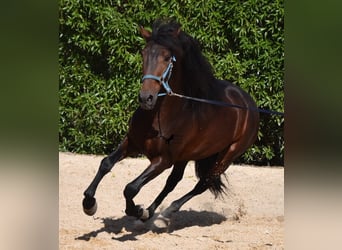 Andalusian, Stallion, 4 years, 15.2 hh, Brown