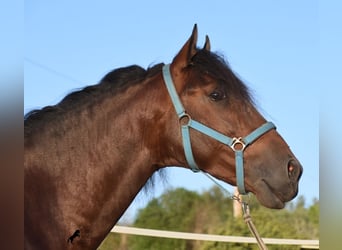 Andalusian, Stallion, 4 years, 15.2 hh, Brown