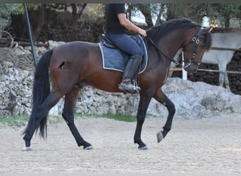 Andalusian, Stallion, 4 years, 15.2 hh, Brown