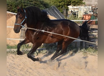 Andalusian, Stallion, 4 years, 15.2 hh, Brown
