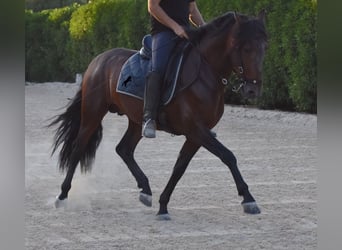 Andalusian, Stallion, 4 years, 15.2 hh, Brown