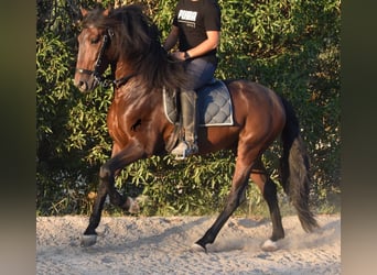 Andalusian, Stallion, 4 years, 15.2 hh, Brown